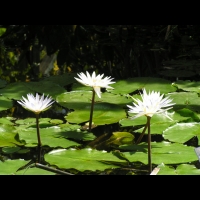 Nymphea micrantha, fam. Nympheacees (1)